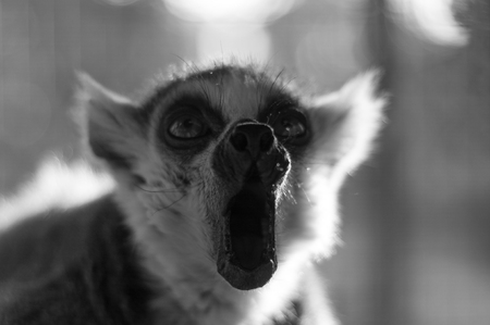 Black and white of ring tailed lemurの写真素材