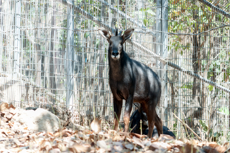 Serow in exibition at the zooの写真素材