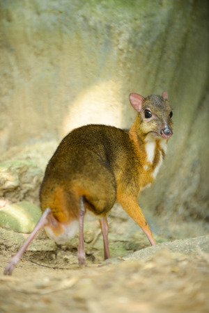 Lesser Mouse-deer looks like a deer, and the animal's hooves, the smallest in the world.の写真素材