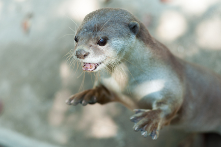 The Otter is looking at something with suspicion.の写真素材