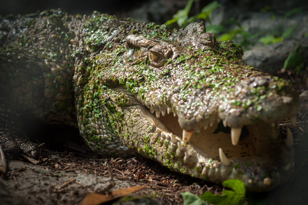 Fresh water crocodile lying on rock shelter on water lagoon