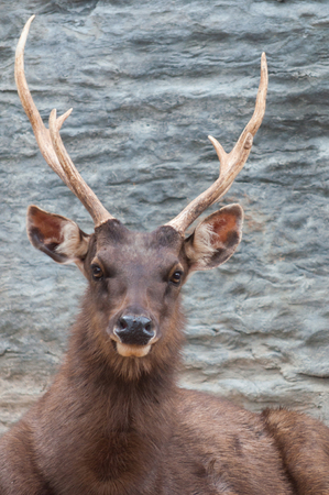 Sambar deer is a large and savage deer.の写真素材