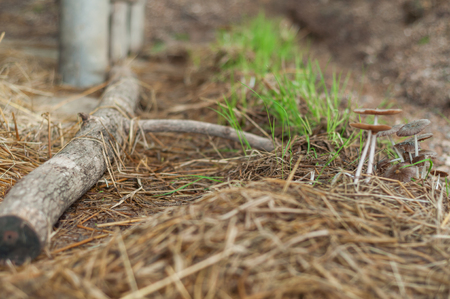 Mushrooms grow on old strawの写真素材