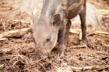 portrait of wild boar when it was looking for food on the landの写真素材