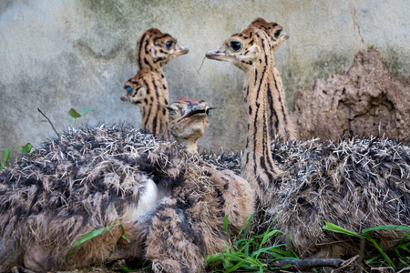 Ostrich offspring are larger than any other bird baby.の写真素材