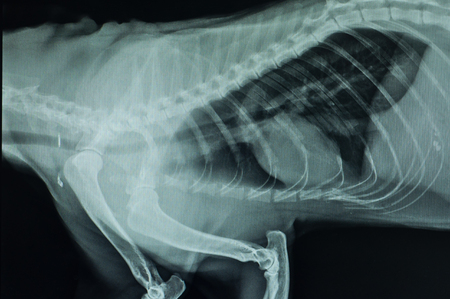 thorax lateral x-ray film of catの写真素材