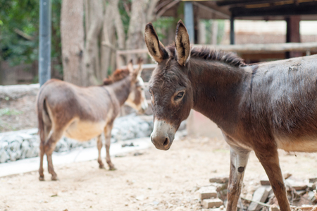 Donkey staring with eyes that are unpleasant.の写真素材