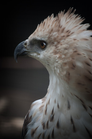 Sharp eye of the hawk or falcon or eagleの写真素材