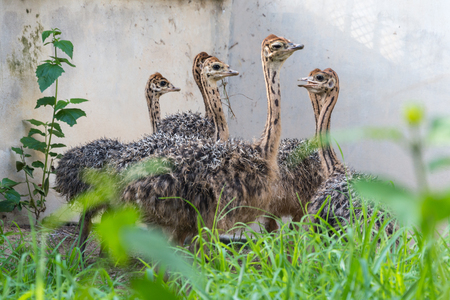 Ostrich offspring are larger than any other bird baby.の写真素材