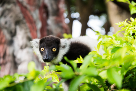 In three or four weeks the baby black and white ruffed lemur can attempt to follow their mother on...