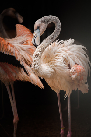 Young adult flamingo when they are not fully grown, the color of the feathers is not orange.の写真素材