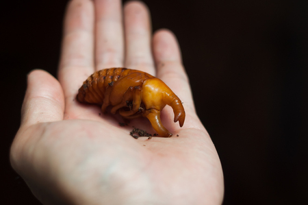 Dynastinae while larva is the pupa before becoming adultの写真素材