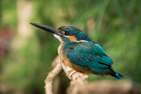 Common Kingfisher (Alcedo atthis) is a bird that lives and feeds along the canals, swamps, ponds, lakes, or can be found along the mangroves.の写真素材