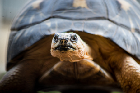 Radiated tortoise walk on land, Portrait of radiated tortoiseの写真素材