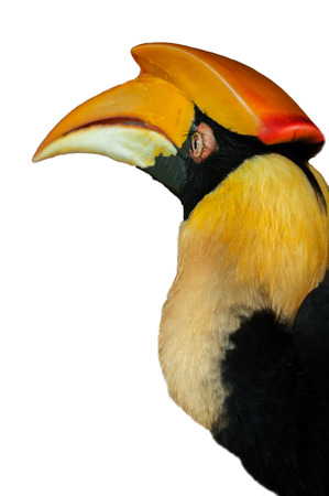 Hornbill is a large wild bird with a large thick beak and a prominent horn on the top. isolated on white backgroundの写真素材