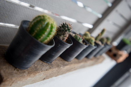 Cactus in a small black pot placed on a log is placed on a white wall.の写真素材