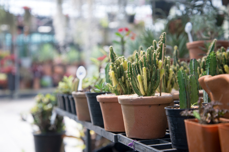 Small cactus in a small pot on a shelf in a tree shop.の写真素材