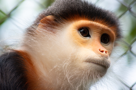 Cloes-up picture of red-shanked doucの写真素材