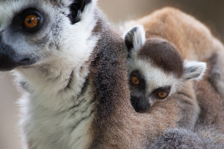 Ring tailed lemurs and their baby on backの写真素材