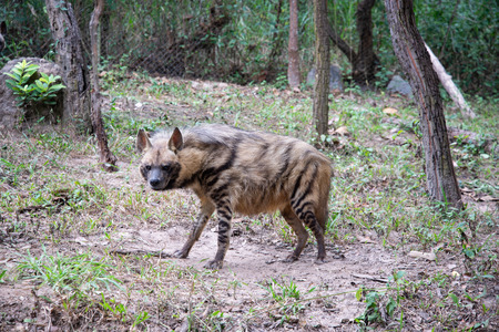 The striped hyena is a species of hyena native to North and East Africa,の写真素材