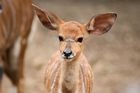 Cute little Baby Nyalaの写真素材