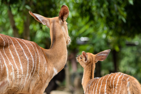 Cute little Baby Nyala with mom'sの写真素材