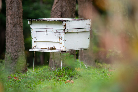White beehive on lawn