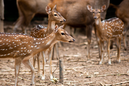 the females axis deer are furious.の写真素材