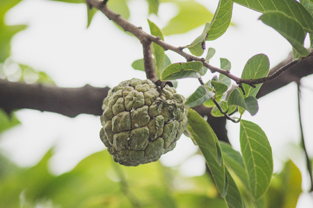 Custard apple or Sugar apple is growing on a tree in garden