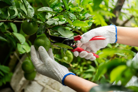 Harvesting lime from the tree
