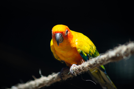 Sun parakeets are very social birds, typically living in flocks.の写真素材