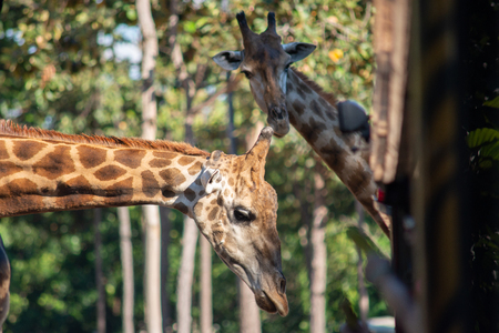 Giraffes are receiving carrots from tourists who come to see the animals.の写真素材