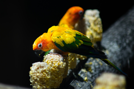 Sun parakeets are very social birds, typically living in flocks.