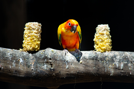 Sun parakeets are very social birds, typically living in flocks.