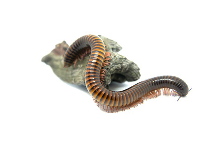 Millipede on the branch, Isolated on white background
