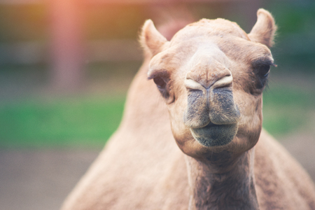 arabian camel or dromedary camelの写真素材