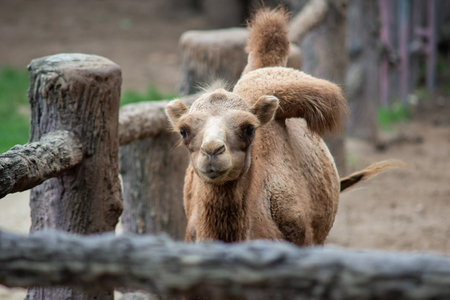 young bactrian camelの写真素材