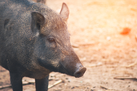 Naturally, wild boar likes to live in the rainforest and usually wallows in the mud possibly to regulate temperature or get rid of parasites.の写真素材