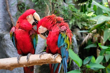 Greenwing Macaw has a very sweet disposition. they need a lot of social interaction.の写真素材