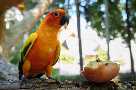 Pretty position of Sun parakeet. They are a small and beautiful birdの写真素材