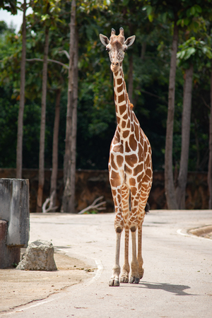 A giraffe's habitat is usually found in African savannas, grasslands or open woodlandsの写真素材
