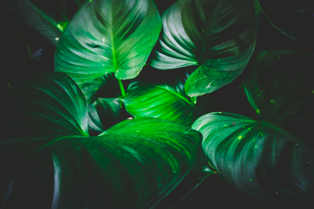 Green leaves used for the background. on vintage style. The light in the middle of the photo.の写真素材