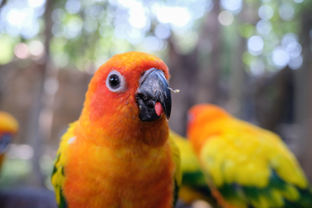 Pretty position of Sun parakeet. They are a small and beautiful bird