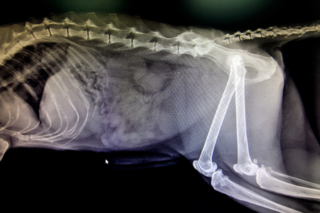 lateral x-ray film of big catの写真素材