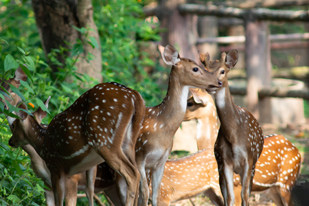 Chital are most active in the morning and late afternoon, and rest in shaded areas during the midday heat.の写真素材