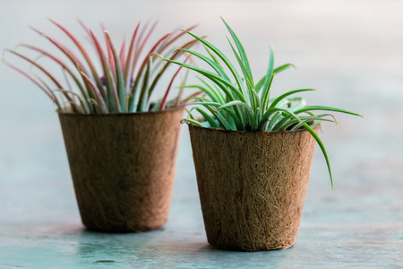 Tillandia has its origin from Forest and desert in South America
