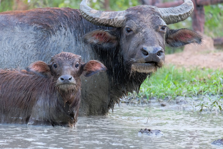 The buffalo is soaked in the swamp.の写真素材