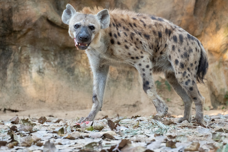 Behavior of spotted hyenaの写真素材