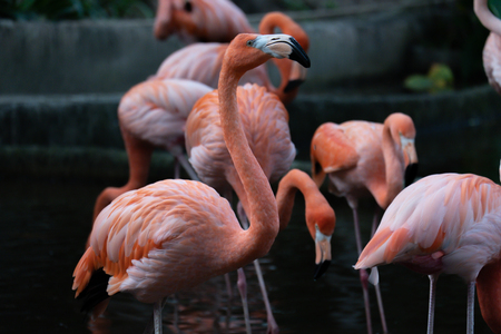 The American flamingo lives in mudflats and shallow coastal lagoons with salt waterの写真素材