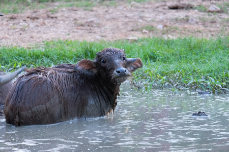 The buffalo is soaked in the swamp.